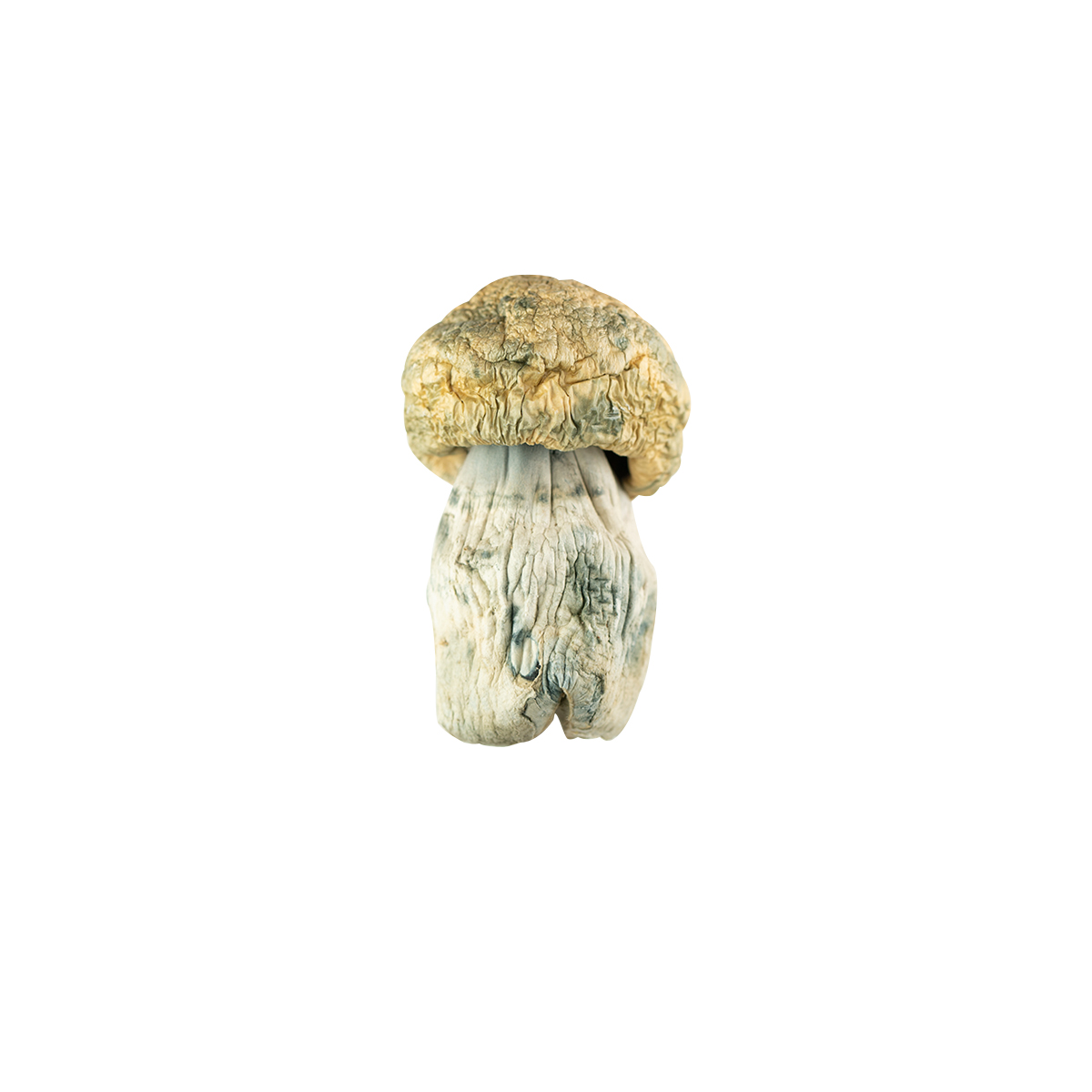 π Avalanche Magic Mushrooms