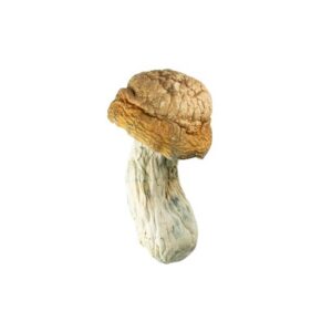 🍄 Goldmember – Premium Psilocybe Cubensis