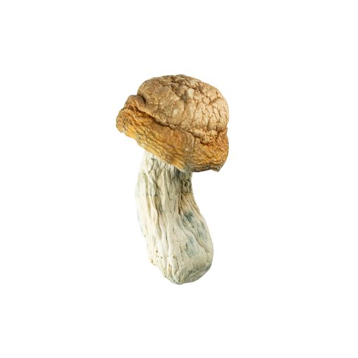 π Goldmember β Premium Psilocybe Cubensis